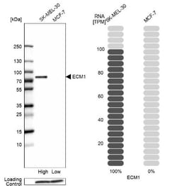 ECM-1/Secretory Component P85 Antibody, Novus Biologicals 0.1mL; Unlabeled:Antibodies,